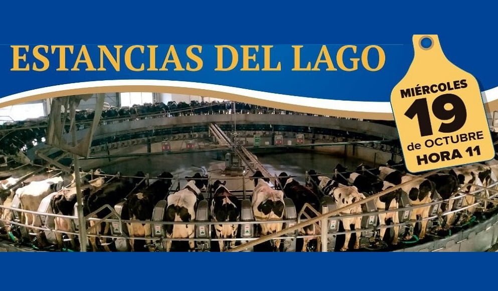 Importante remate de Holando en la Rural de Durazno, con Urchitano y Juan Vera SRL.