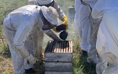 Apicultores también sufren y temen los efectos del atraso cambiario.