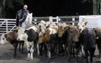 Enrique Bachino tuvo un mercado firme y precios del momento en el Campanero.