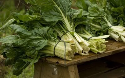 Se incrementa la oferta de hortalizas de hojas.