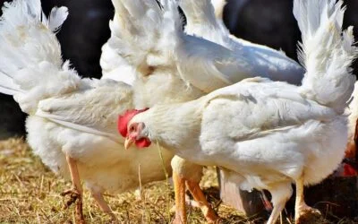 Primer caso humano de gripe aviar H5N5 en Estados Unidos.