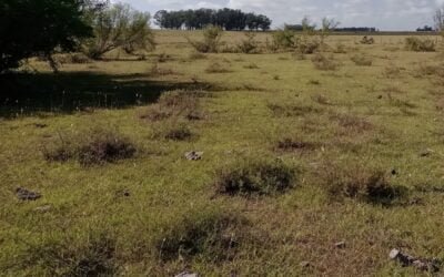 ¿Viene alguna lluvia? Cómo asegurar el pasto en esta primavera.