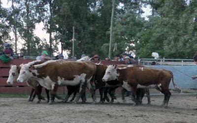 Con agilidad y valores en reacomodo, Delcio Umpiérrez Negocios Rurales dispersó surtida oferta.