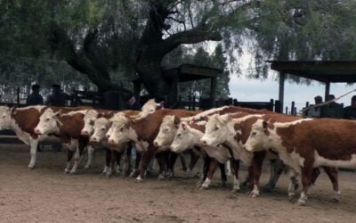 El mercado parece empezar a despertar con Juan C Martínez Negocios Rurales, en Cuchilla de Silvera. 