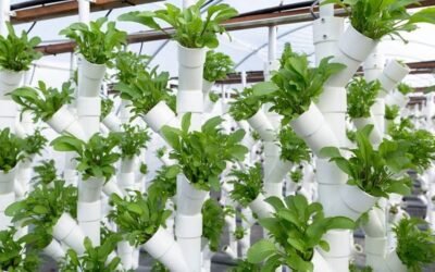 Cinco formas en que la ciencia, la tecnología y la innovación ayudan a transformar los sistemas agroalimentarios del mundo