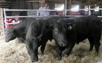 Con Zambrano & Cía., rematazo de los Brangus de La Cascada promediando US$ 3.580.