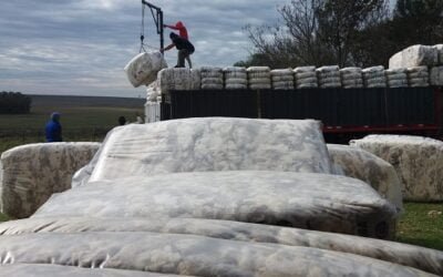 Comercialización de lanas en el mercado local.