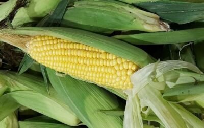 Llegaron al mercado las primeras partidas de maíz dulce.