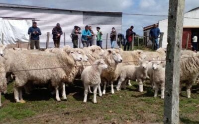 Nueva capacitación ovina en el marco del convenio interinstitucional.
