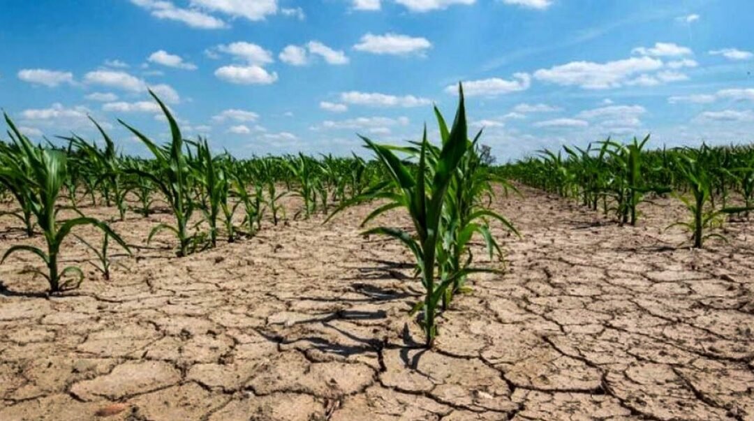 Argentina. Advierten que las condiciones de sequía por La Niña continuarán afectando al agro.
