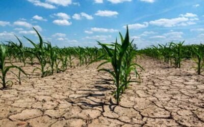 Argentina. Advierten que las condiciones de sequía por La Niña continuarán afectando al agro.