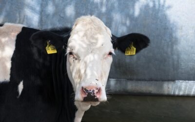 Jornada de campo de Conaprole.