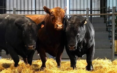 Hablando de la zafra de toros