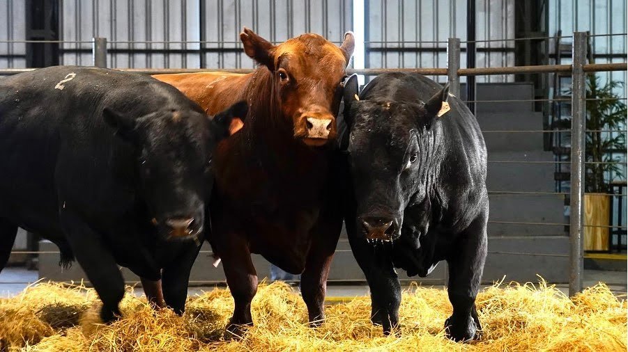 Todas las entradas  Sociedad de Criadores de Aberdeen Angus del