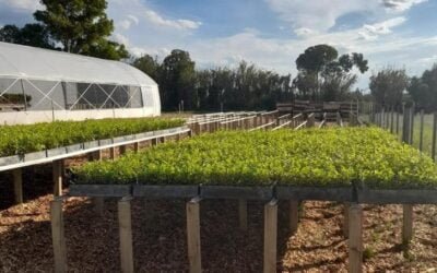 La SPF dijo que los fitosanitarios cuestionados por el MGAP no están prohibidos.