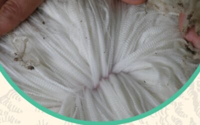 En diciembre se realizará el Seminario internacional de lanas finas.