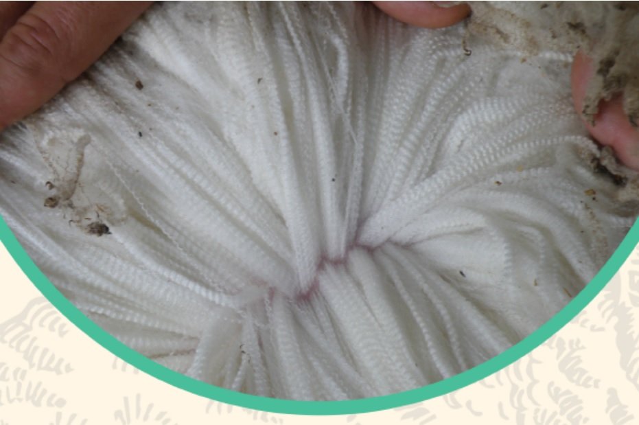 En diciembre se realizará el Seminario internacional de lanas finas.