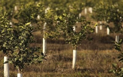 San Miguel lanza nueva serie de obligaciones negociables vinculadas a la Sostenibilidad.