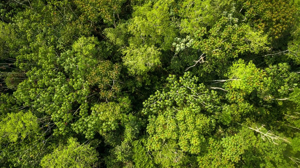 Marfrig y otras compañías reconocidas se unen para beneficiar bosques nativos de Brasil.