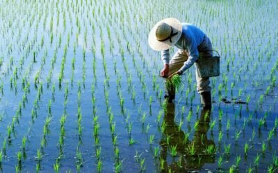 Con edición genética, buscan cultivar arroz en el océano.