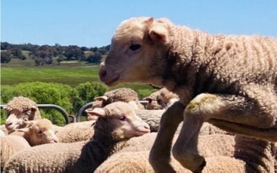 El cordero australiano domina los mercados mundiales superando a Nueva Zelanda.