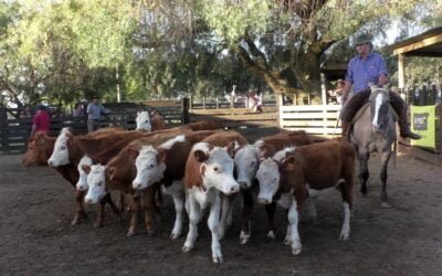 Juan Carlos Martínez Negocios Rurales tuvo un mercado equilibrado en Cuchilla de Silvera.