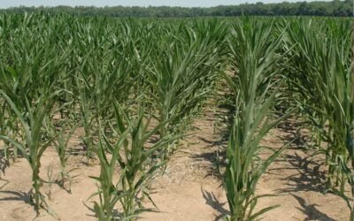 ¿Cuál es tu mayor “ladrón” de los rendimientos en Estados Unidos? Tres agricultores opinan.