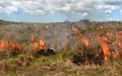 Jornada sobre el fuego como herramienta de manejo.