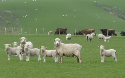 Golpe de timón. Nueva Zelanda elimina obligación de que productores paguen por las emisiones ganaderas.