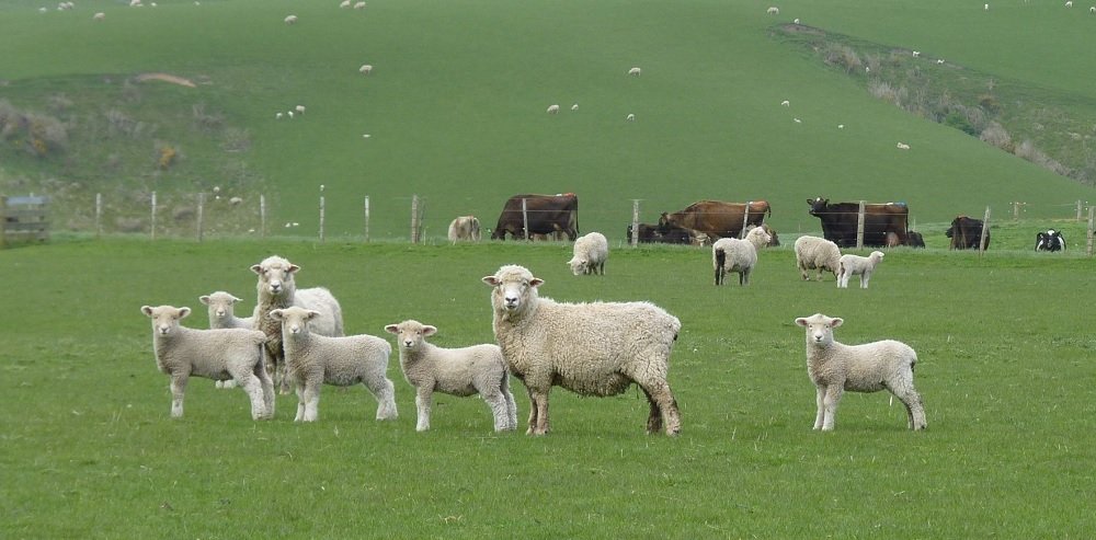 Nueva Zelanda impone un impuesto al ganado.