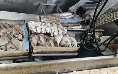 Amotinados, tripulantes de pesquero dejan pudrir 10 toneladas de pescado.