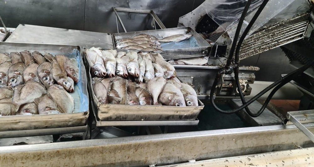 Amotinados, tripulantes de pesquero dejan pudrir 10 toneladas de pescado.