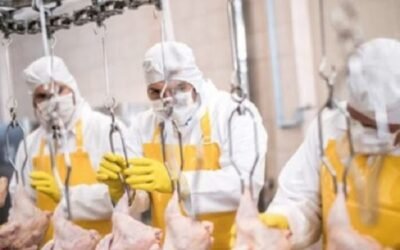 Importaciones de carne aviar son una amenaza creciente para la producción local.