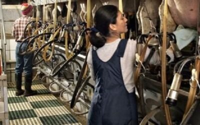 Encuesta de Fepale sobre la mujer en las actividades de la lechería.