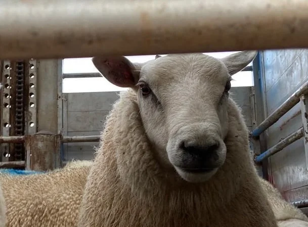 Exportación de carne ovina: menos volumen a mejor precio.