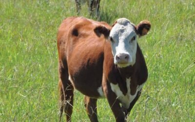 Argentina confirman la caída de vientres.