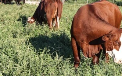 Paraguay: Exportación de productos de origen animal llega a récord de US$ 1.870 millones.