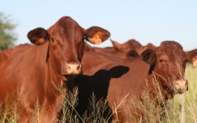 Paraguay busca diversificar sus exportaciones de carne.