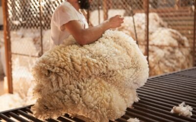 En el mercado local de lanas, la corriente de negocios mayoritaria fue Merino.