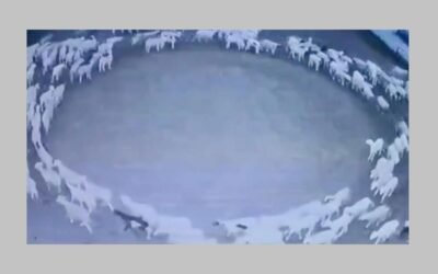 Docente de la Universidad de Hartpury, Inglaterra, explicó por qué las ovejas caminan en círculo.