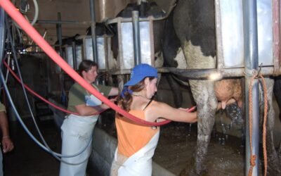 El 28% de los trabajadores en tambos, son mujeres.