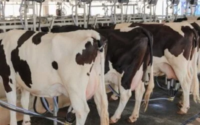 La suba de Fonterra y la repercusión en el mercado de Brasil.