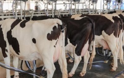 Corrimiento de pagos a socios de Proleco.