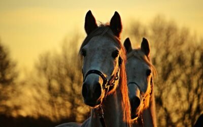 Momento de vacunar equinos contra la encefalomielitis.
