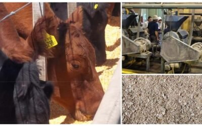 Estudio confirma que el extrusado de soja logra mayor ganancia diaria de peso.