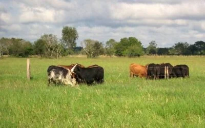 Hay que buscar la forma de producir pasto de forma rápida y eficiente.