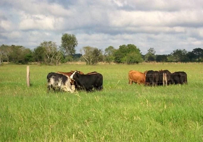 Hay que buscar la forma de producir pasto de forma rápida y eficiente.