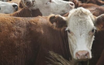 Ajustes de precios en todas las categorías de ganados.