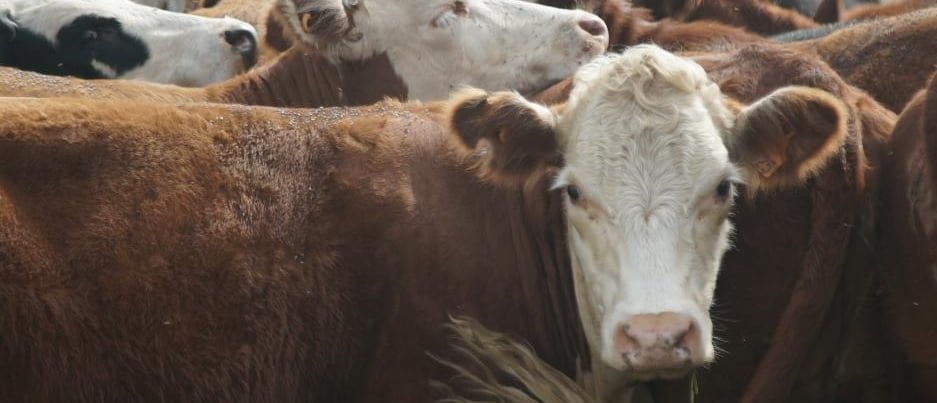 Ajustes de precios en todas las categorías de ganados.