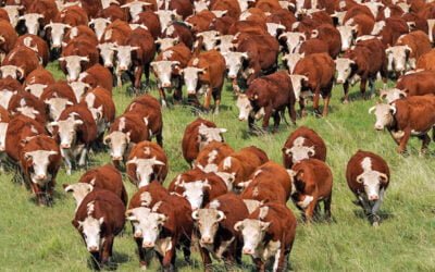 El 50% de las emisiones agropecuarias de metano de Uruguay provienen de la ganadería.